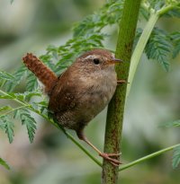 1_3R3A8894-DxO_wren.jpg