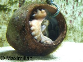 octupus.JPG