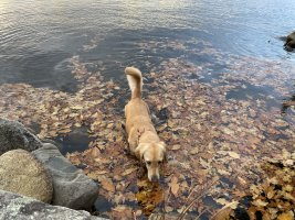 IMG_4427.jpeg