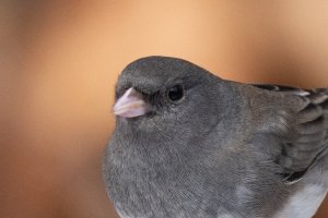 707 mm f 9-5433.jpg