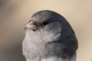200-800 @1120-7649.jpg