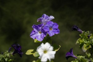 2W4A7893-Enhanced-NR-Edit.jpg