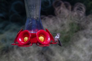 2W4A7888-Enhanced-NR-Edit.jpg