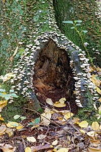 ForestDoor.jpg