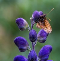 _98A5398-Enhanced-NR.jpg