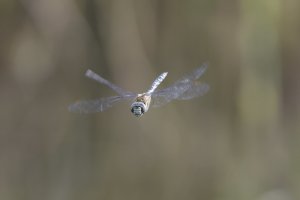 IMG_0335.jpeg