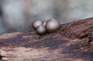 DSC_4155_DxO.jpg
