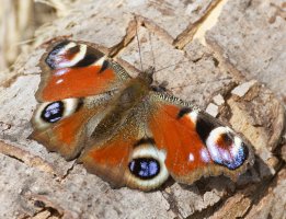 6L8A0196-DxO_Peacock_Butterfly.jpg