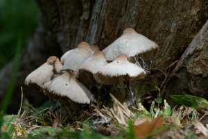 DSC_1399_DxO.jpg
