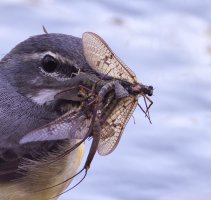 6L8A1905-DxO_Grey_Wagtail+insects_shade_balance_mcc.jpg