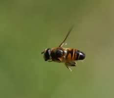 6L8A4603-DxO_Common_drone_fly-ls-ts.jpeg