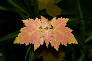 IMG_2739.jpg
