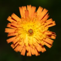 IMG_2783.jpg