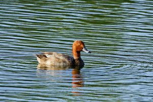 _66A2022_DxO-topaz-sharpen_Radiant.jpg
