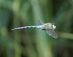 6L8A1087-DxO_emperor_dragonfly_flying-ls-ts.jpeg