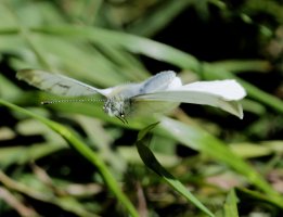 6L8A1019-DxO_green_veined_butterfly_flying-ls-ts.jpeg