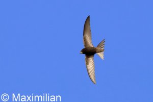 swift_2025_02.JPG