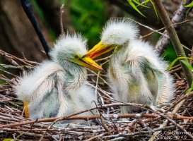 2025-021 235 Smith Oaks Bird Refuge-2.jpg