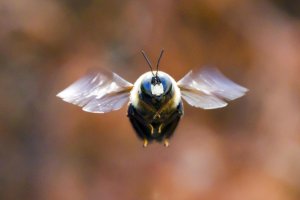 BigBee.jpg