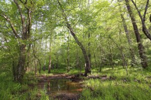 Haw River 1.JPG
