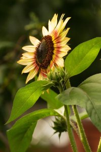 _MG_4909_edited-1.jpg