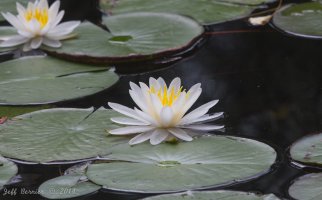 IMG_1372.jpg