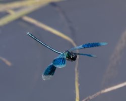 bandeddemoiselle_inflight_3Q7A6181-DxO_bandeddemoiselle_inflightVG.jpg