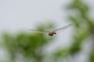 DSC_9785_DxO-1.jpg