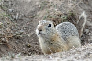 _36A6387_DxO copy.jpg