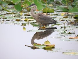 Heron2_post.JPG