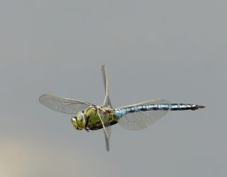 309A2205-DxO_Emperor_Dragonfly_Flying_3_ls-sm.jpg