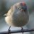 BadBird