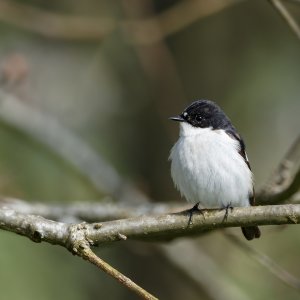 Pied Flycatcher
