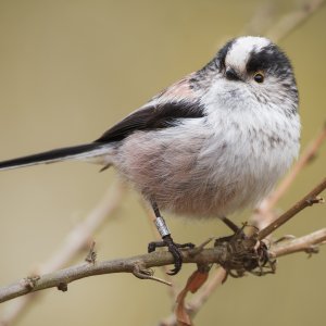 Long tailed tit
