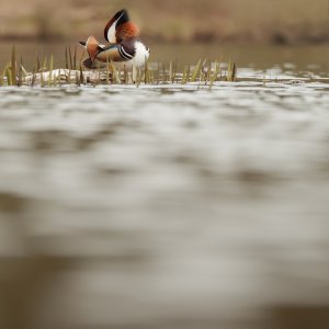Mandarin Duck