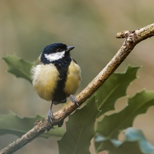 Great tit