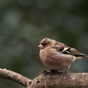Chaffinch