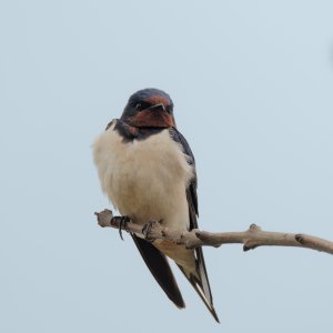 Barn Swallow