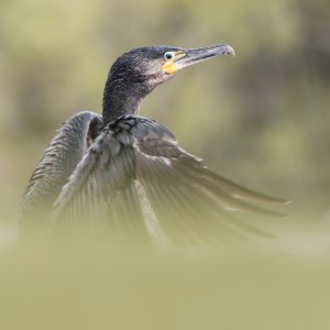 Cormorant