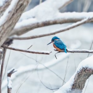 Kingfisher