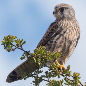 Kestrel