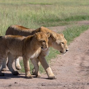 Linos from Mara