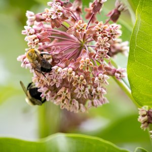 Bees