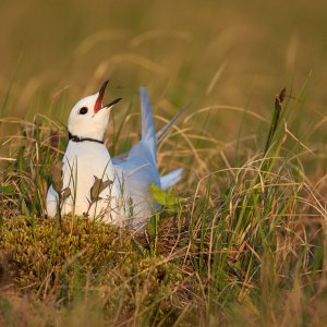 Ross's Gull