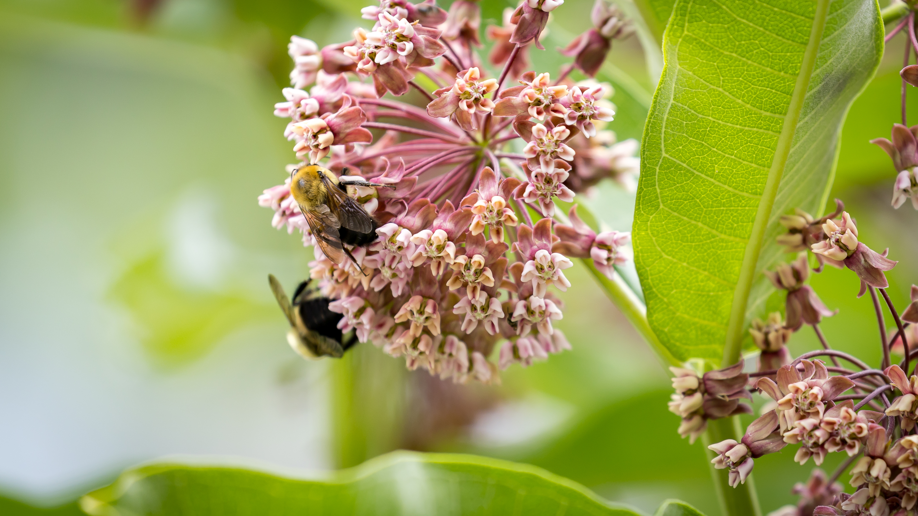 Bees
