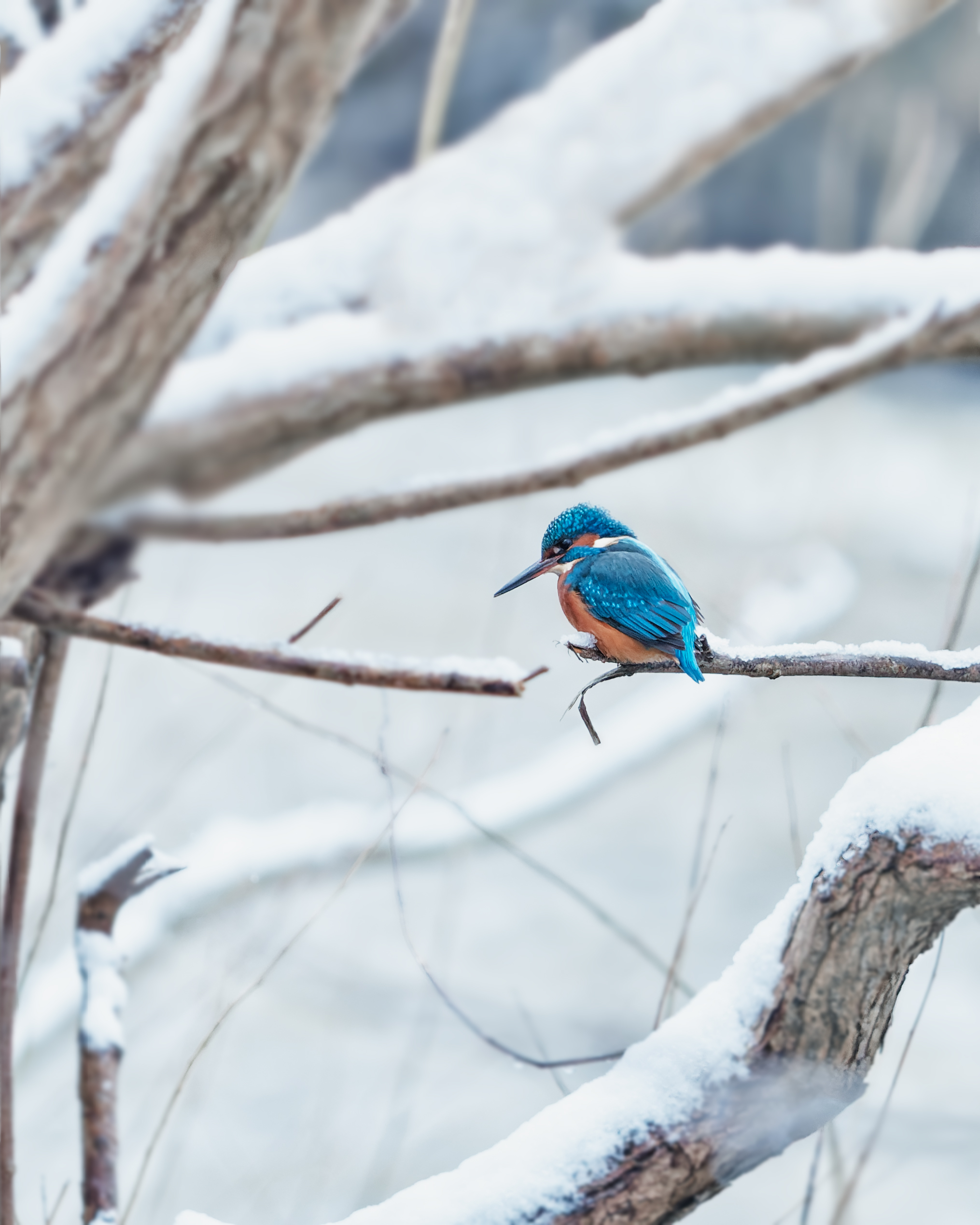 Kingfisher