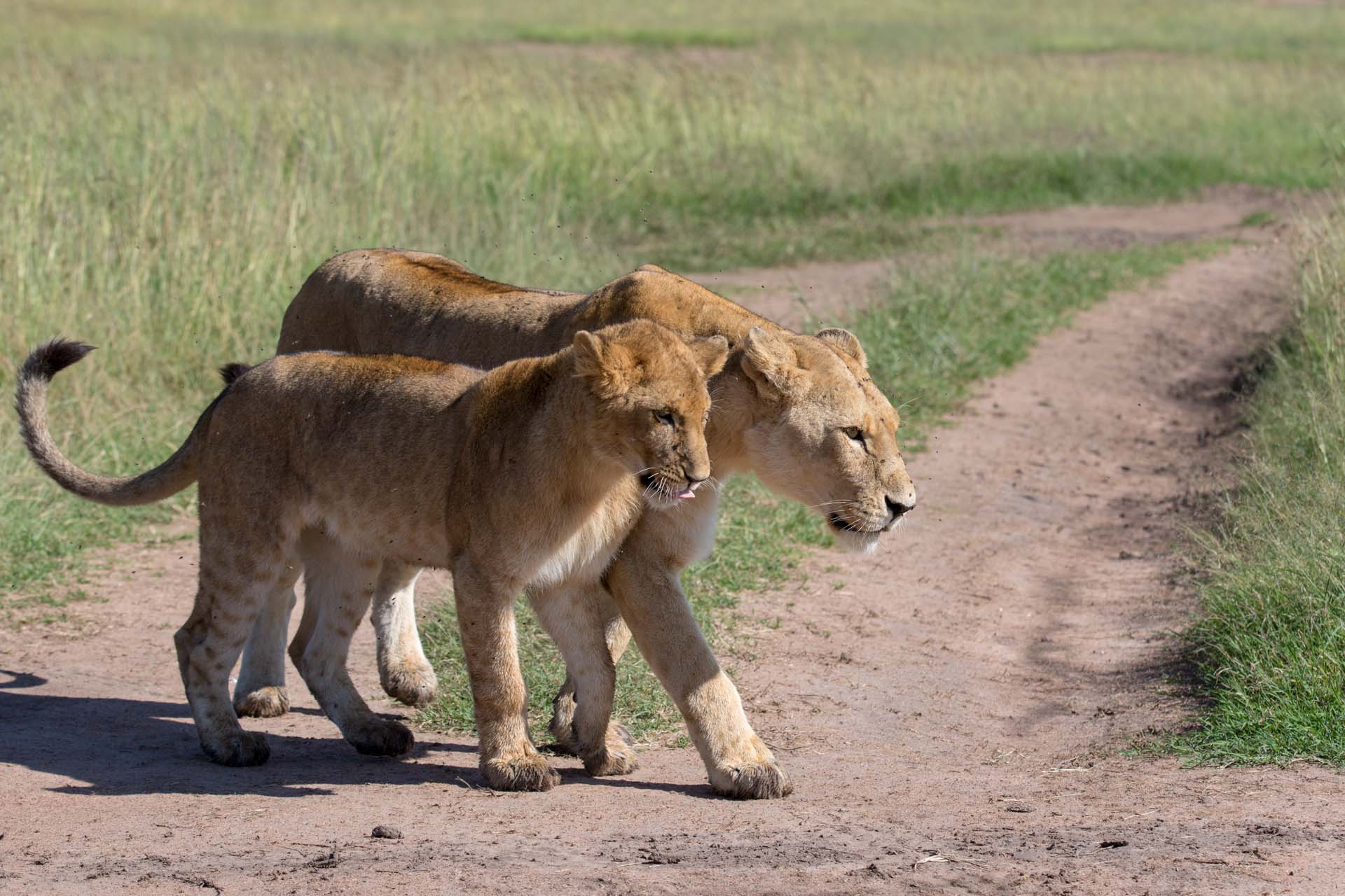 Linos from Mara