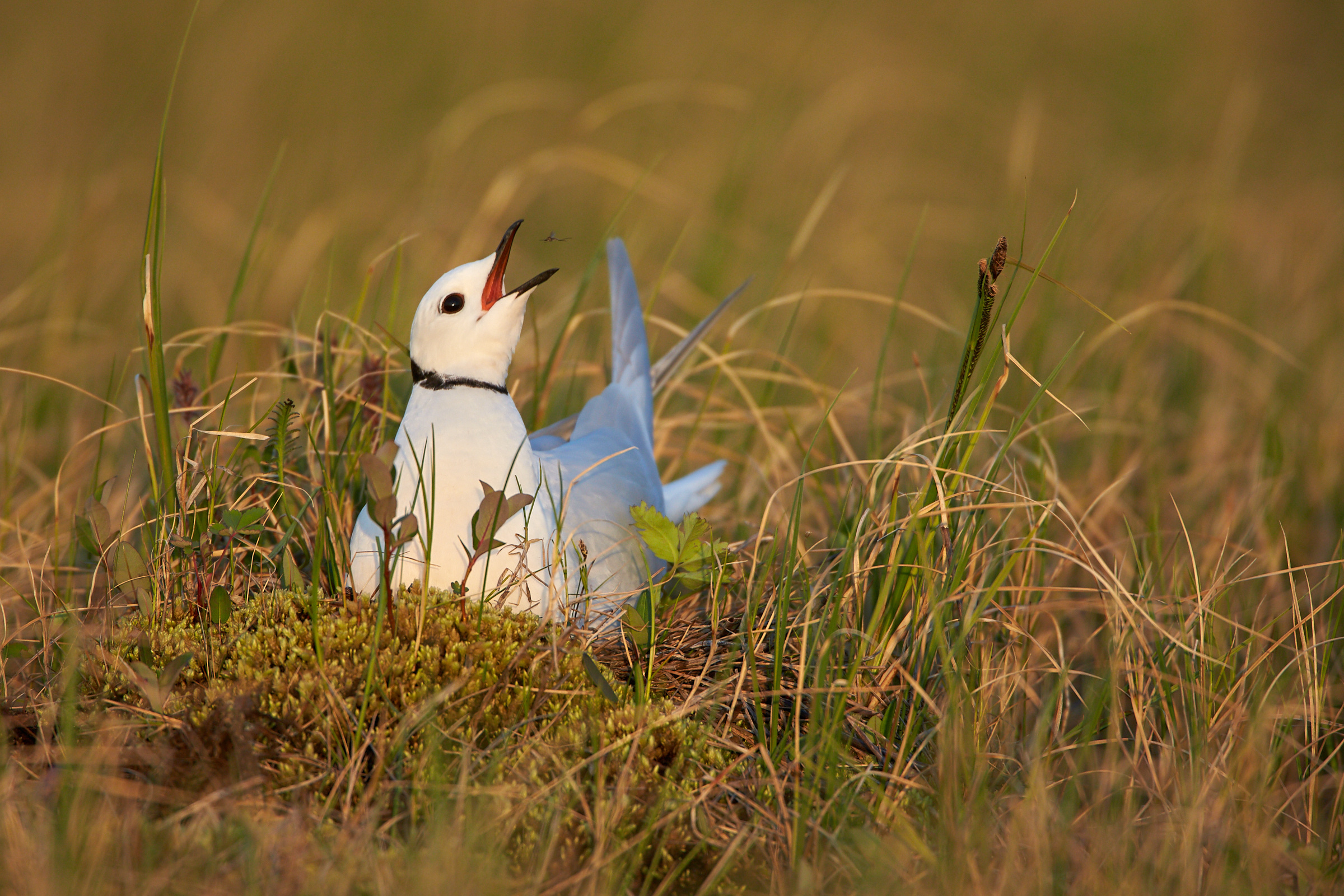 Ross's Gull
