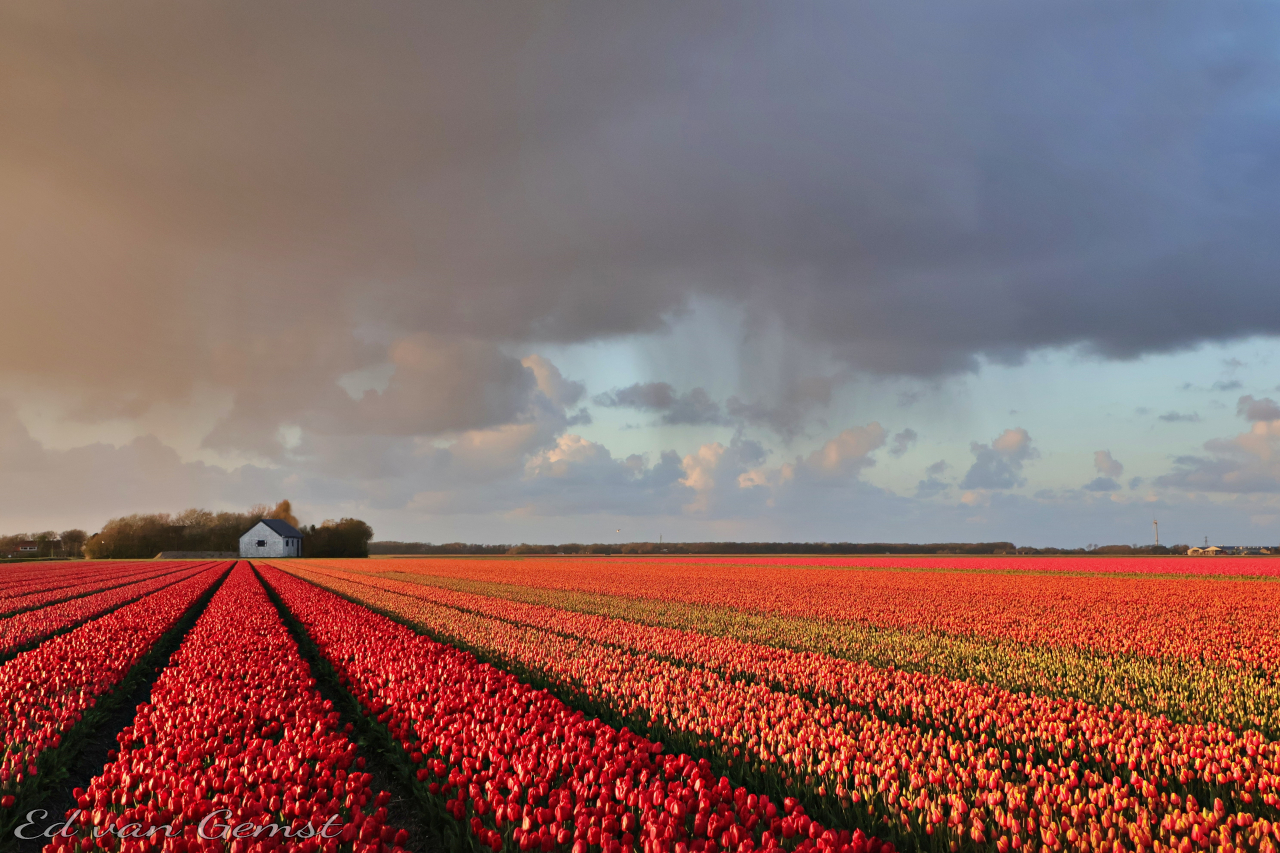 Tulips